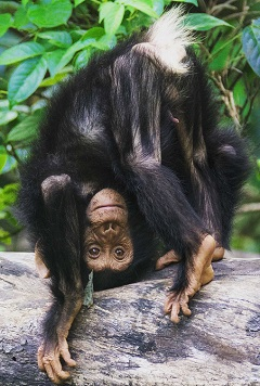Human toddlers and chimps make similar gestures, according to new research.